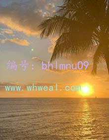 ѡ