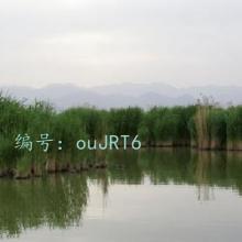 츲