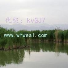 ѡ