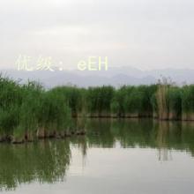 ѡ